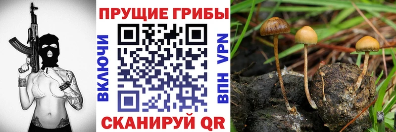Галлюциногенные грибы Psilocybine cubensis  Рудня 